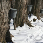 maple_sap_buckets_-_beaver_meadow_audubon_center